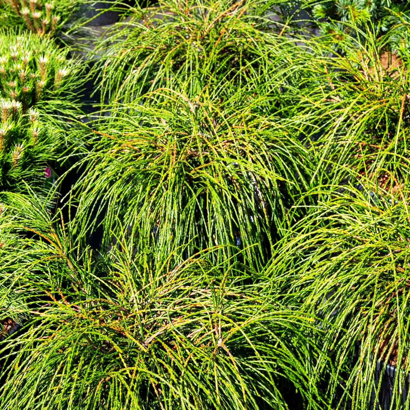Faden-Riesenlebensbaum 'Whipcord' (Thuja plicata)
