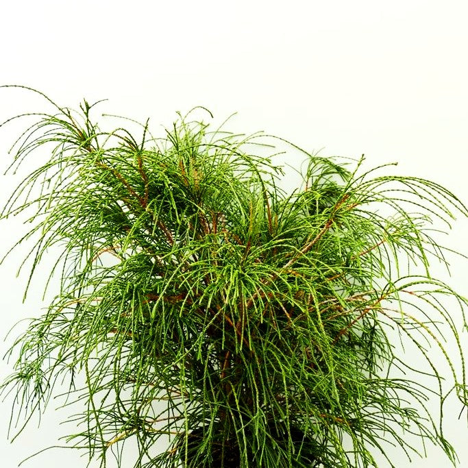 Faden-Riesenlebensbaum 'Whipcord' (Thuja plicata)