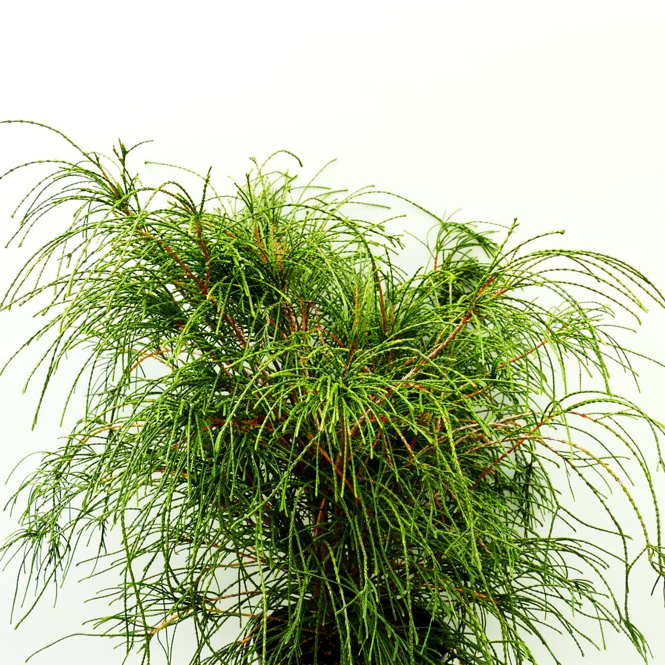 Faden-Riesenlebensbaum 'Whipcord' (Thuja plicata)