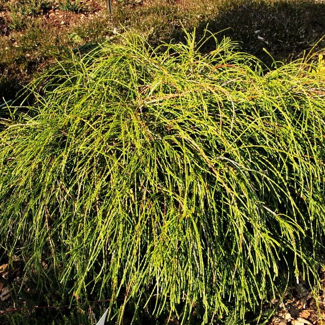 Faden-Riesenlebensbaum 'Whipcord' (Thuja plicata)