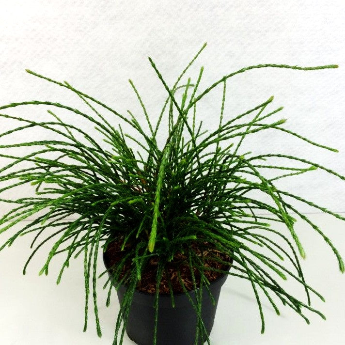 Faden-Riesenlebensbaum 'Whipcord' (Thuja plicata)