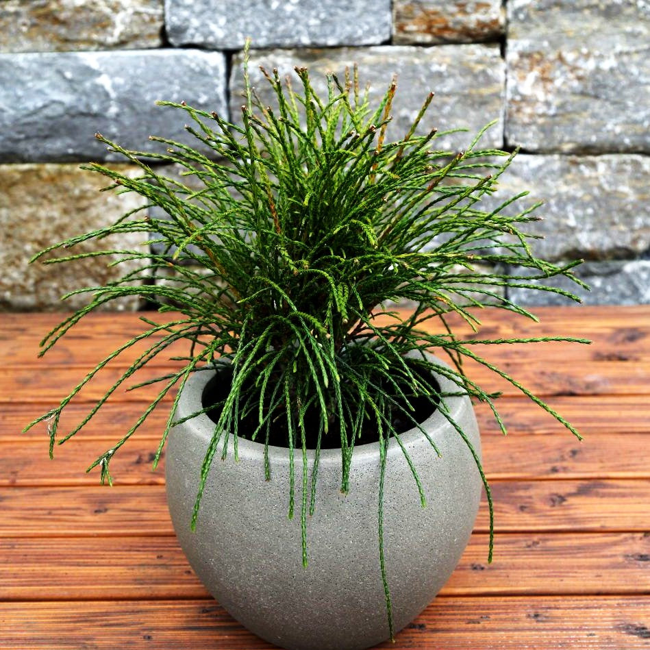 Faden-Riesenlebensbaum 'Whipcord' (Thuja plicata)
