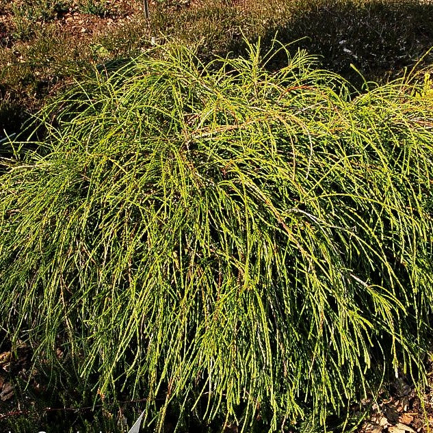 Faden-Riesenlebensbaum 'Whipcord' (Thuja plicata)