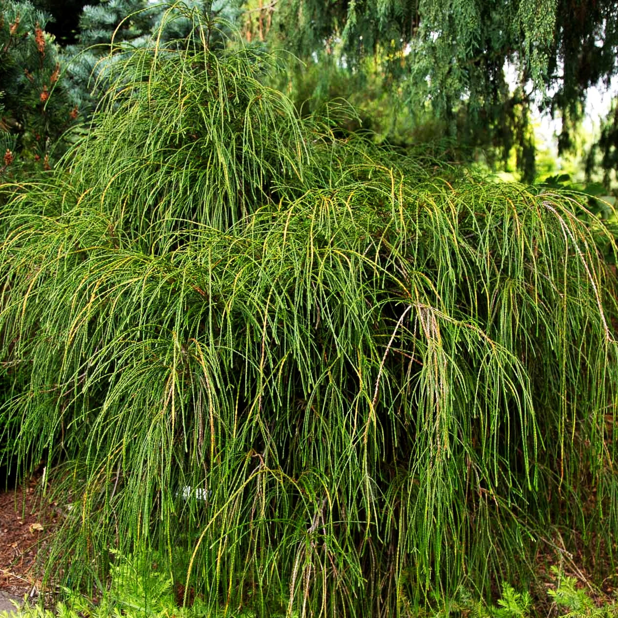 Faden-Riesenlebensbaum 'Whipcord' (Thuja plicata)