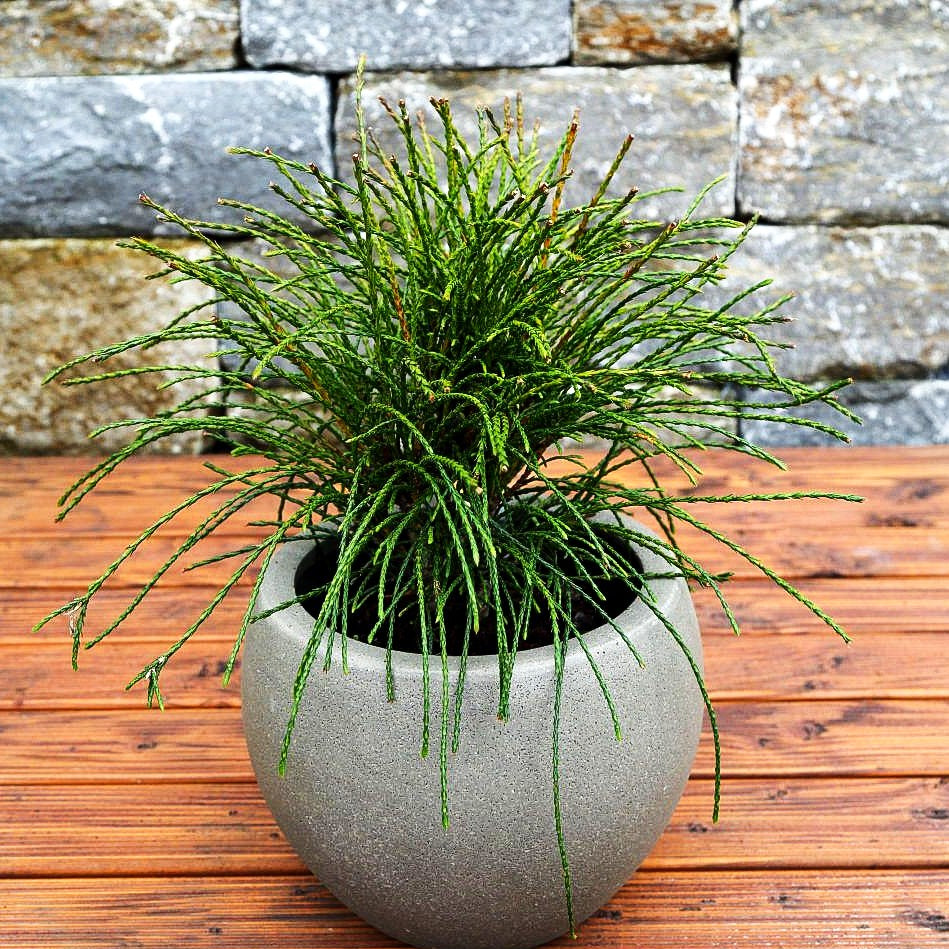 Faden-Riesenlebensbaum 'Whipcord' (Thuja plicata)