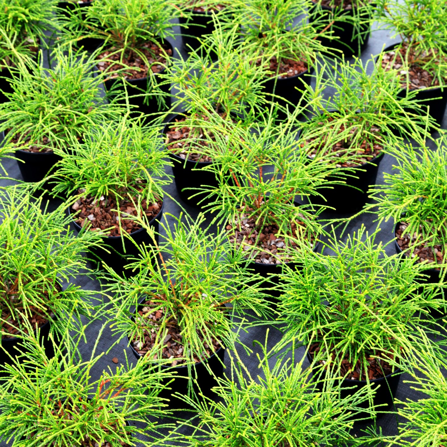 Faden-Riesenlebensbaum 'Whipcord' (Thuja plicata)