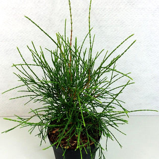 Fadenförmiger Lebensbaum 'Filiformis' (Thuja occidentalis)