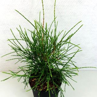 Fadenförmiger Lebensbaum 'Filiformis' (Thuja occidentalis)