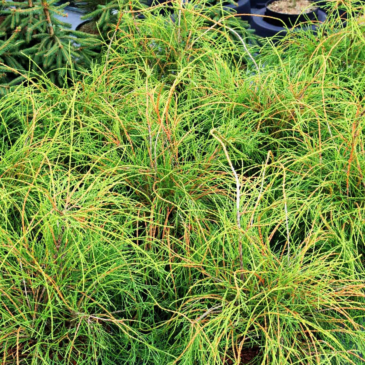 Fadenförmiger Lebensbaum 'Filiformis' (Thuja occidentalis)