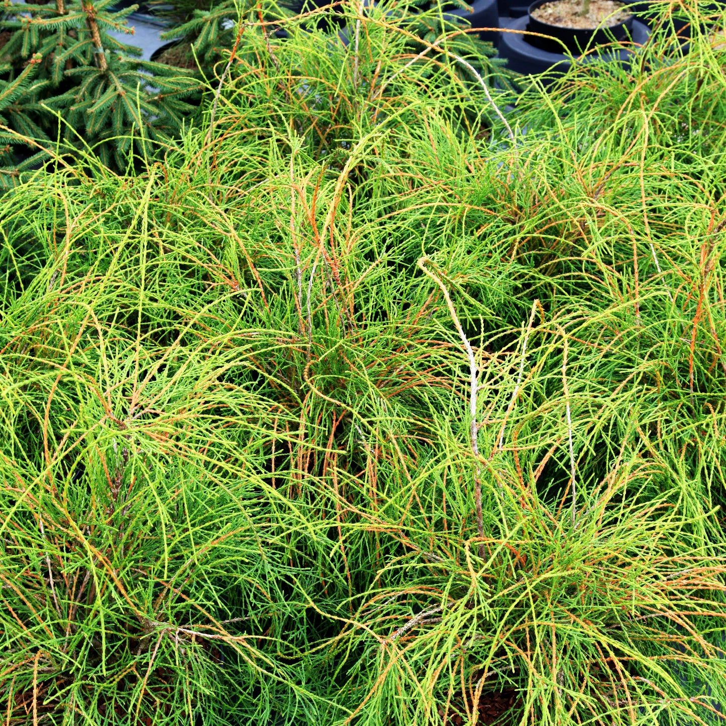 Fadenförmiger Lebensbaum 'Filiformis' (Thuja occidentalis)