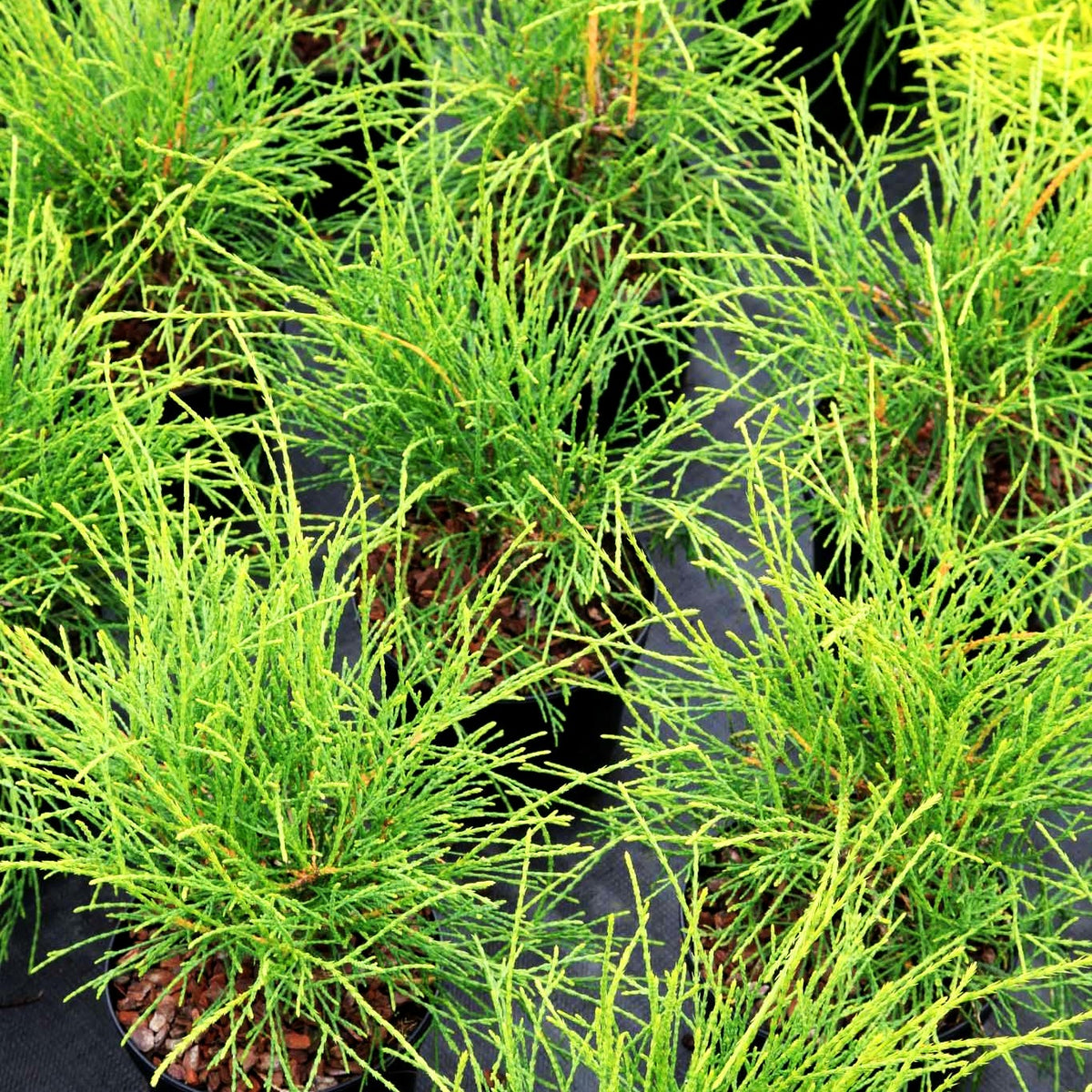 Fadenförmiger Lebensbaum 'Filiformis' (Thuja occidentalis)