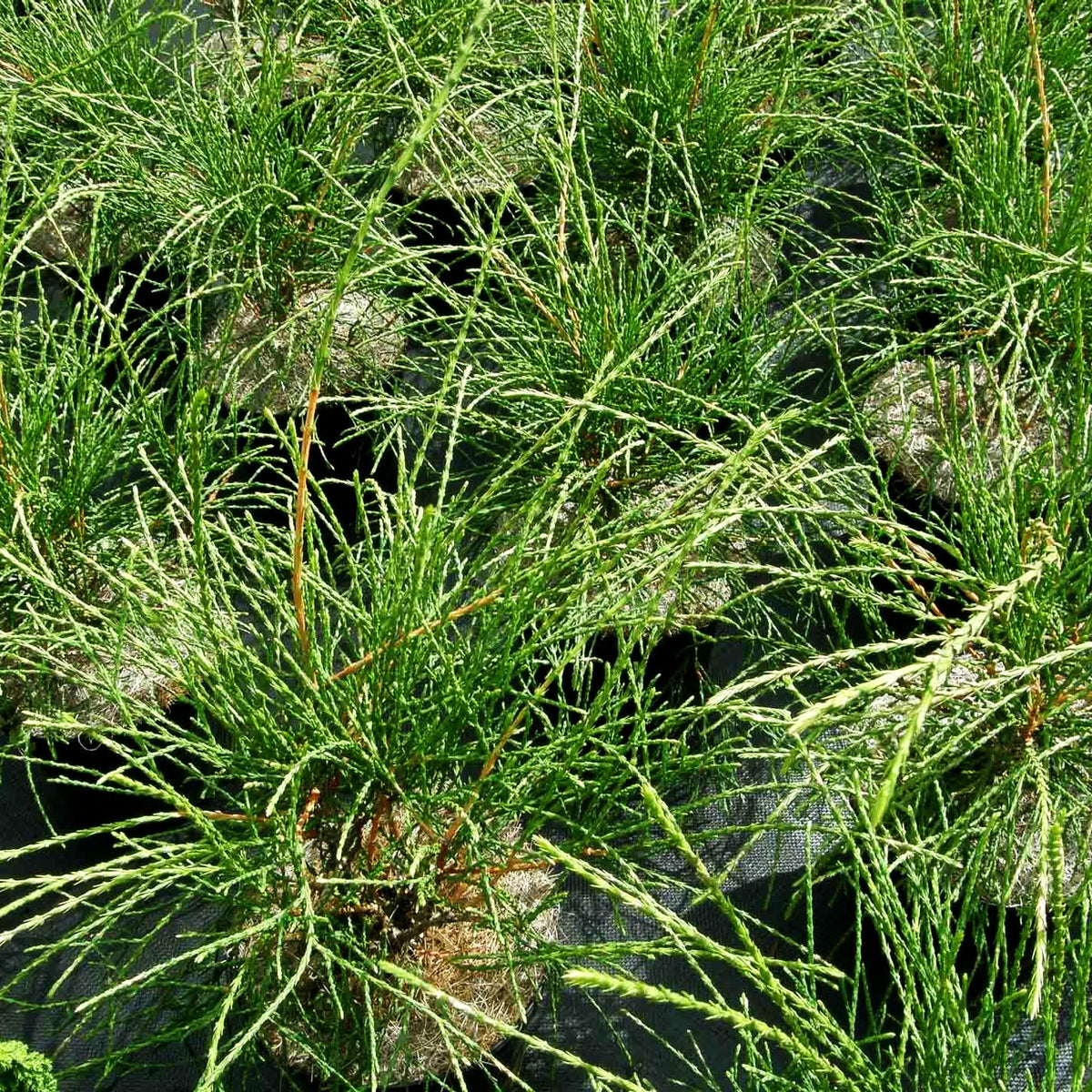 Fadenförmiger Lebensbaum 'Filiformis' (Thuja occidentalis)
