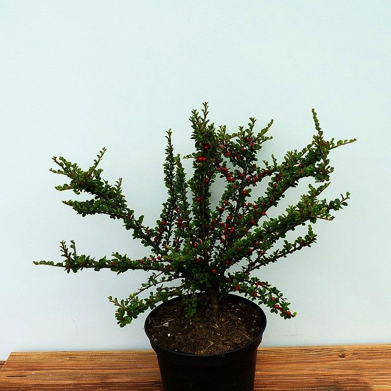 Fächer-Zwergmispel (Cotoneaster horizontalis)
