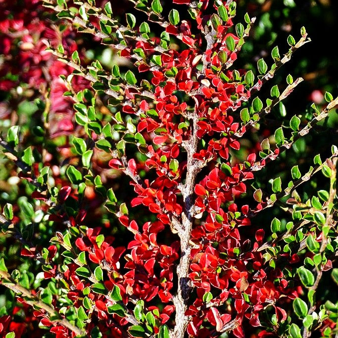 Fächer-Zwergmispel (Cotoneaster horizontalis)