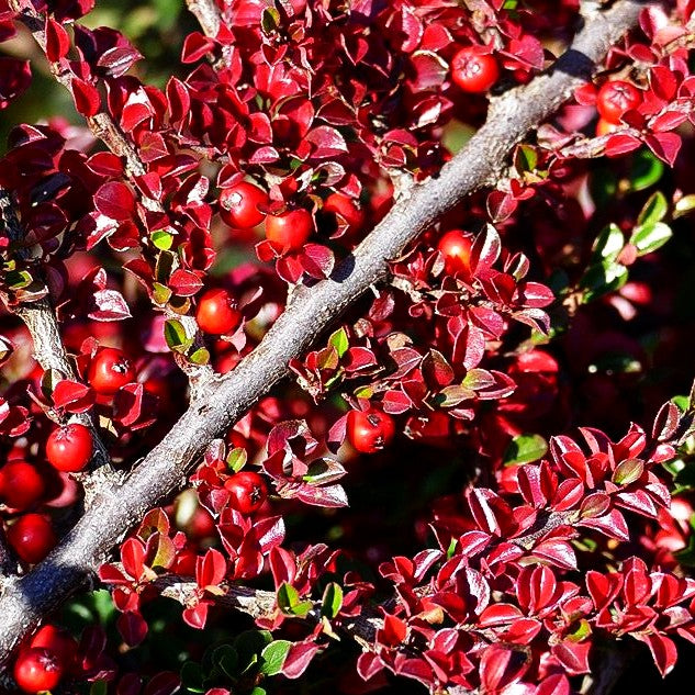 Fächer-Zwergmispel (Cotoneaster horizontalis)