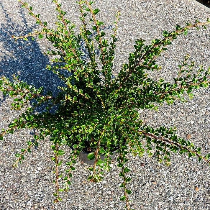 Fächer-Zwergmispel (Cotoneaster horizontalis)