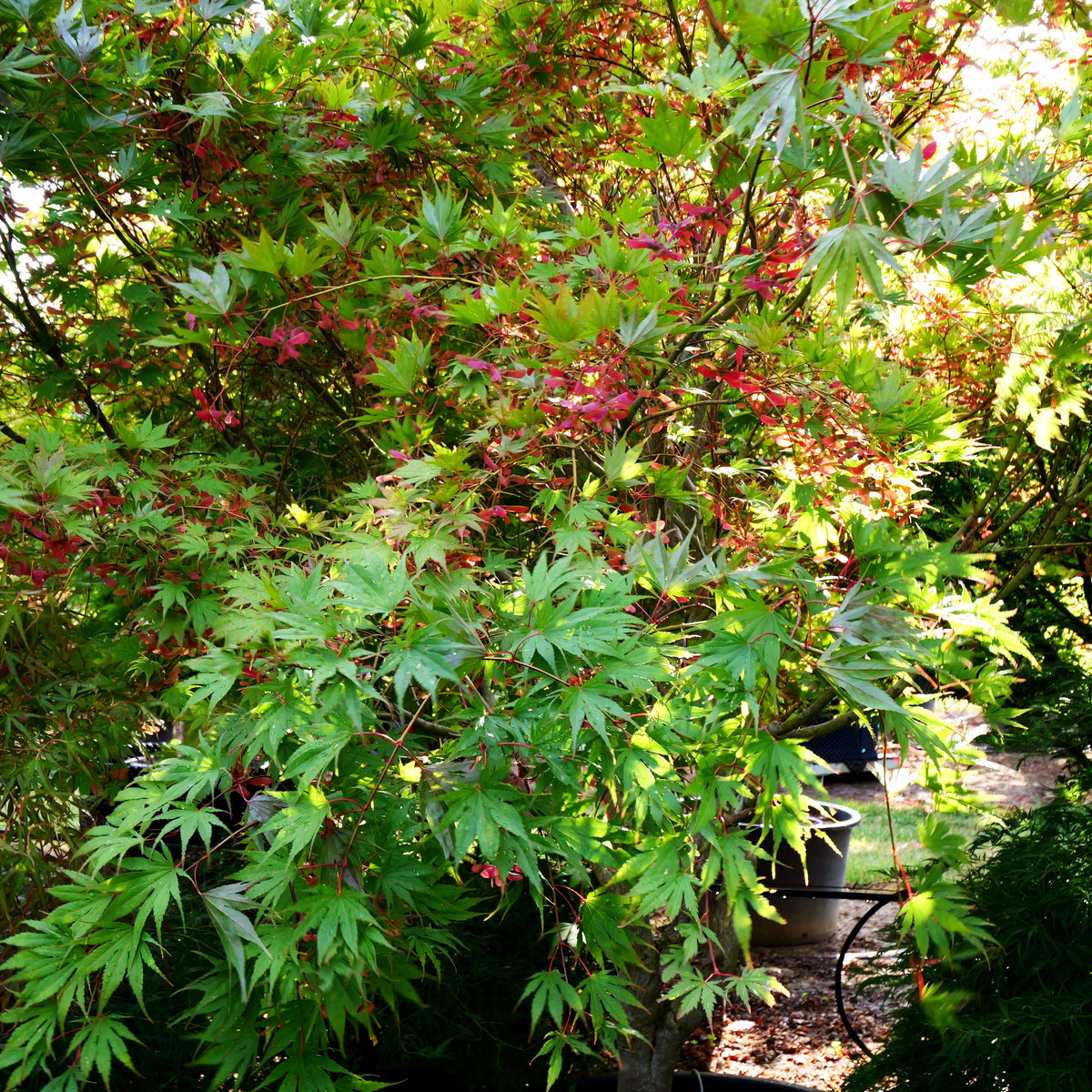 Fächerahorn 'Masu-kagami' (Acer palmatum)