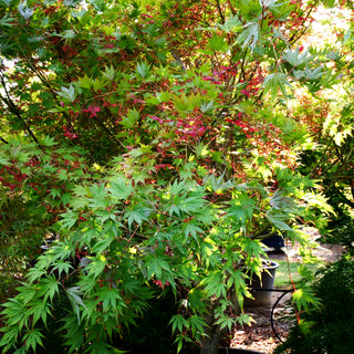 Fächerahorn 'Masu-kagami' (Acer palmatum)