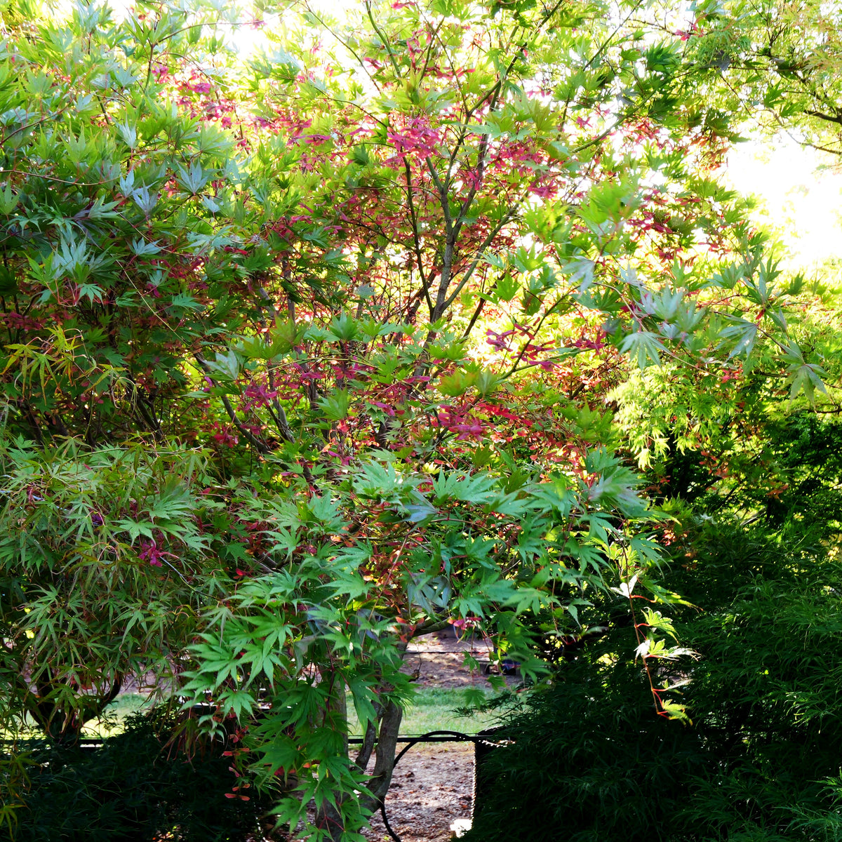Fächerahorn 'Masu-kagami' (Acer palmatum)