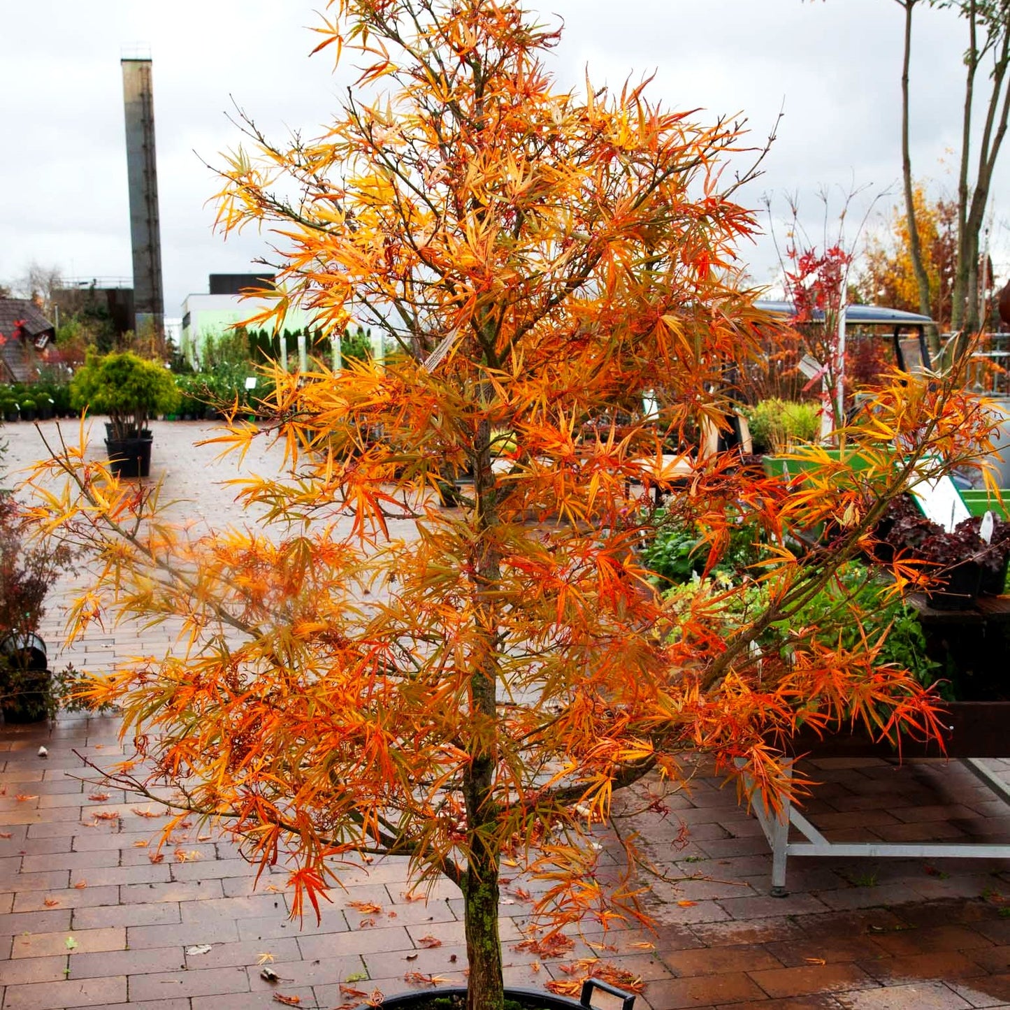Fächerahorn 'Scolopendriifolium' (Acer palmatum)