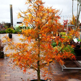 Fächerahorn 'Scolopendriifolium' (Acer palmatum)