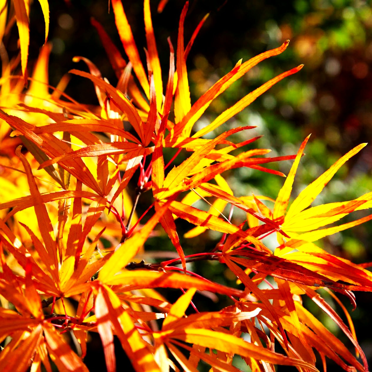 Fächerahorn 'Scolopendriifolium' (Acer palmatum)