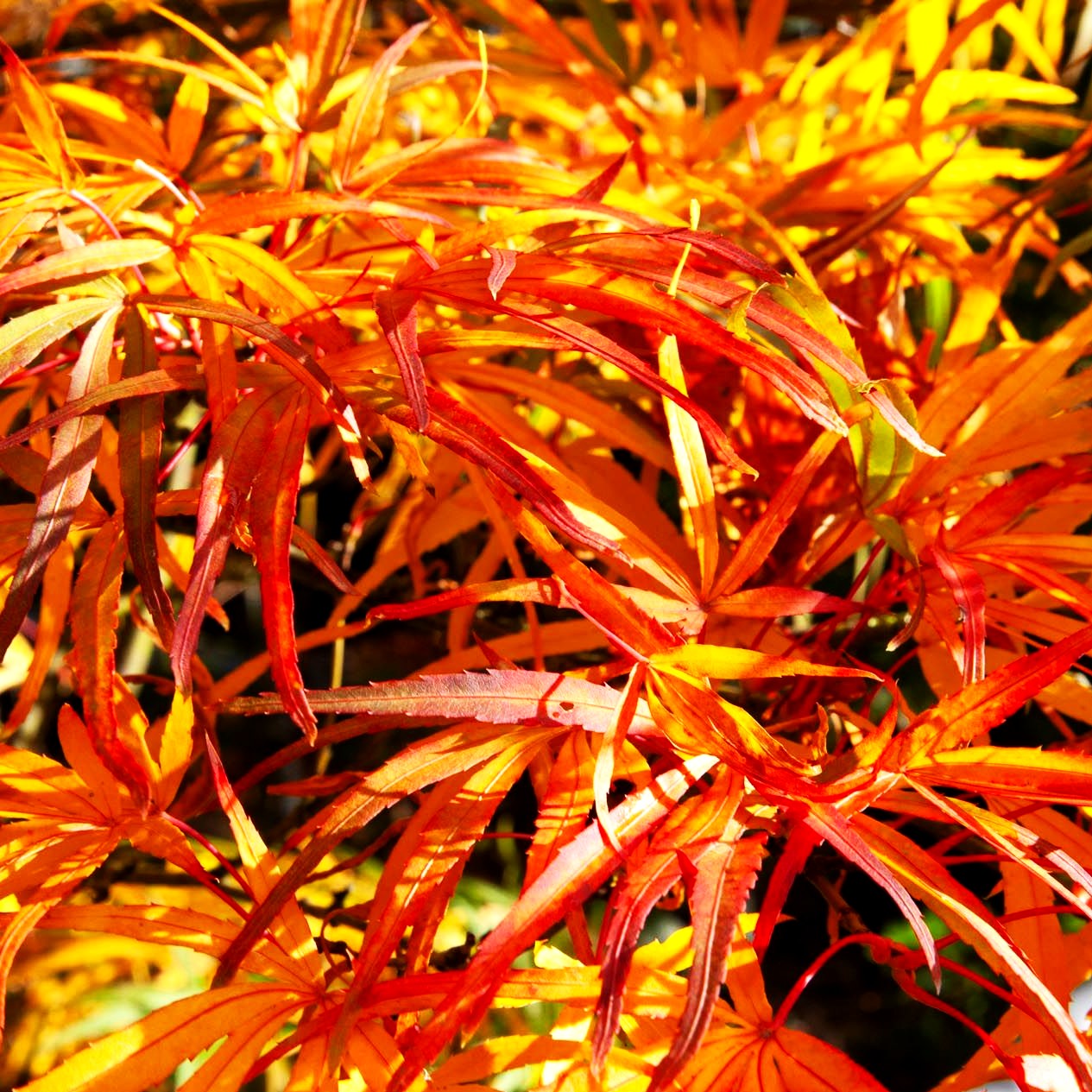 Fächerahorn 'Scolopendriifolium' (Acer palmatum)