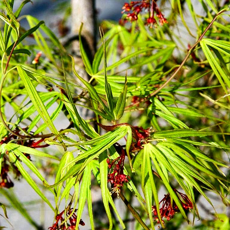 Fächerahorn 'Scolopendriifolium' (Acer palmatum)