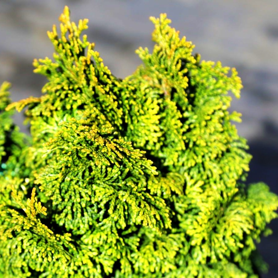 Fächerblatt-Scheinzypresse 'Kosteri' (Chamaecyparis obtusa)