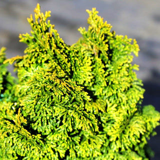 Fächerblatt-Scheinzypresse 'Kosteri' (Chamaecyparis obtusa)