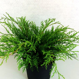 Fächerwacholder (Microbiota decussata)