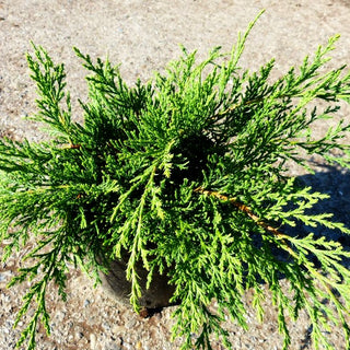 Fächerwacholder (Microbiota decussata)