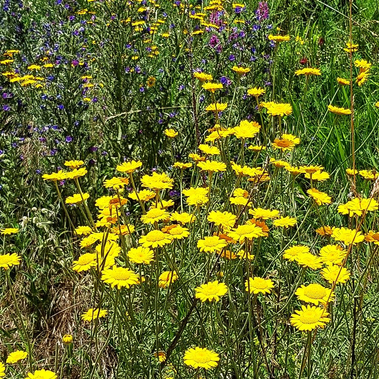 Färber-Hundskamille (Anthemis tinctoria)