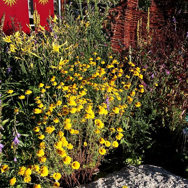 Färber-Hundskamille (Anthemis tinctoria)