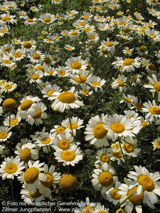 Färber-Hundskamille 'Sauce Hollandaise' (Anthemis tinctoria)