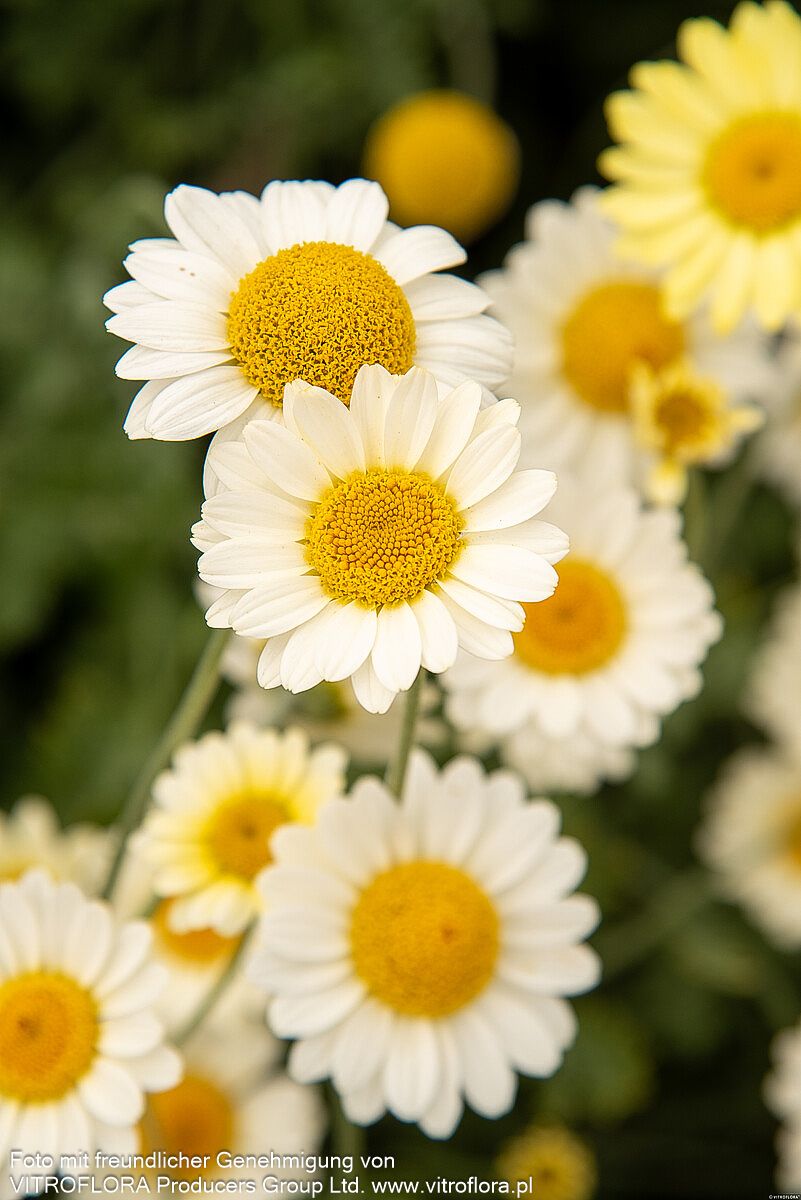 Färber-Hundskamille 'Sauce Hollandaise' (Anthemis tinctoria)