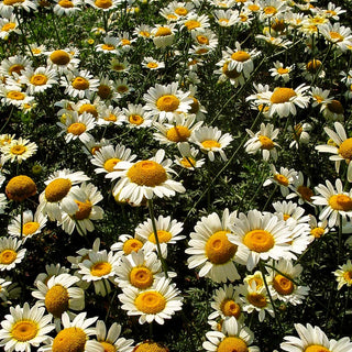 Färber-Hundskamille 'Sauce Hollandaise' (Anthemis tinctoria)