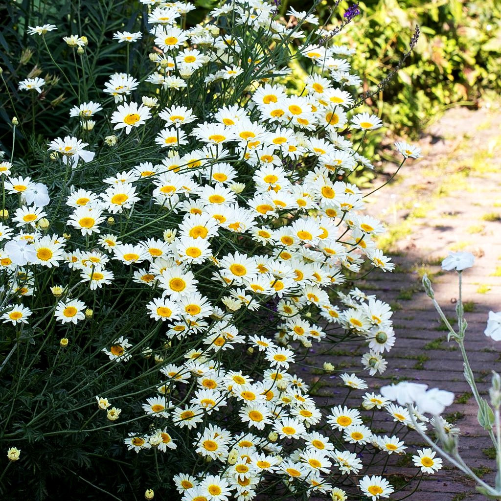 Färber-Hundskamille 'Sauce Hollandaise' (Anthemis tinctoria)