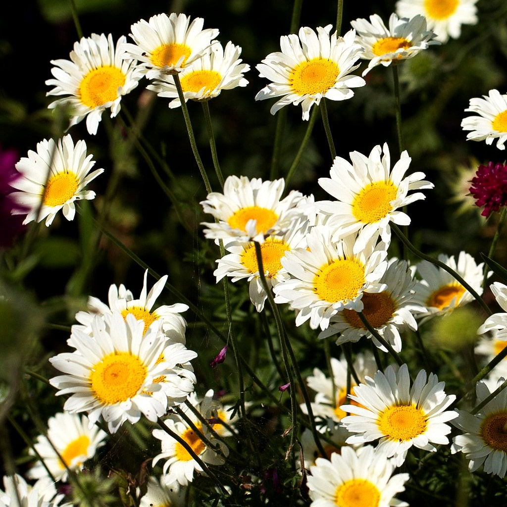 Färber-Hundskamille 'Sauce Hollandaise' (Anthemis tinctoria)