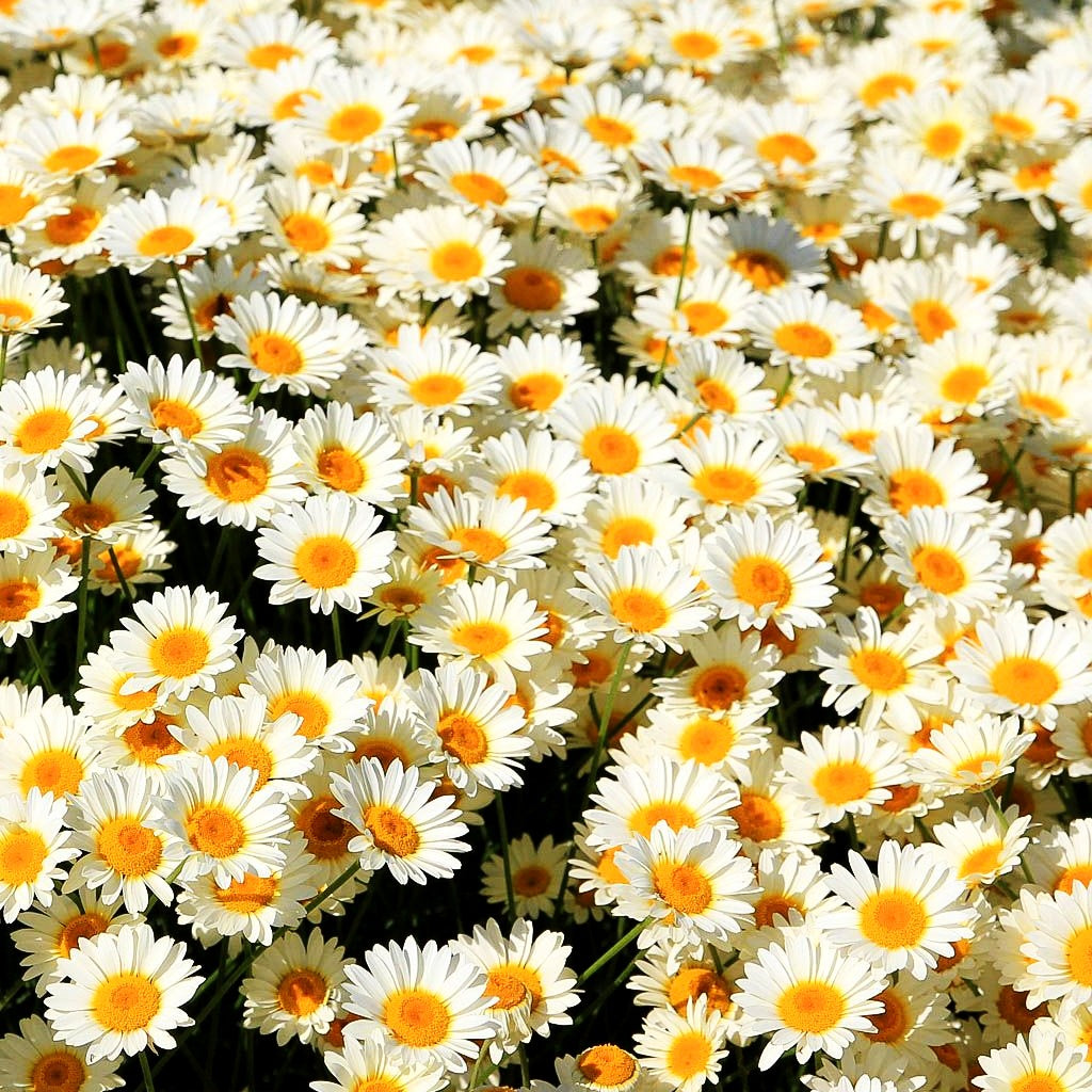Färber-Hundskamille 'Sauce Hollandaise' (Anthemis tinctoria)