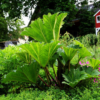 Färber-Mammutblatt (Gunnera tinctoria)
