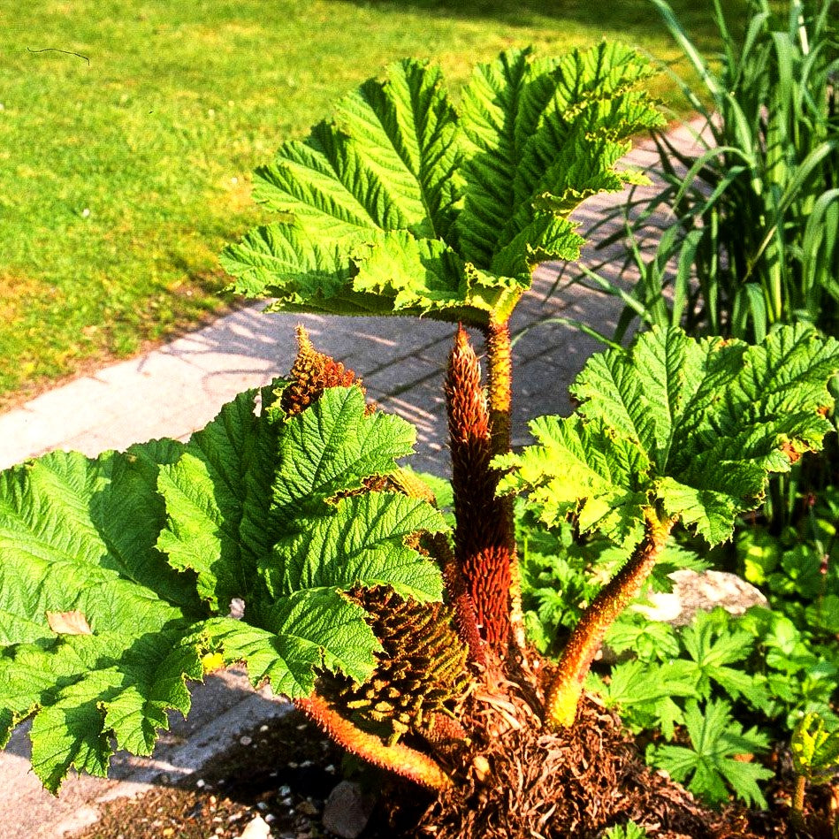 Färber-Mammutblatt (Gunnera tinctoria)