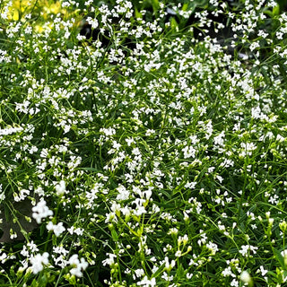 Färber-Meier (Asperula tinctoria)