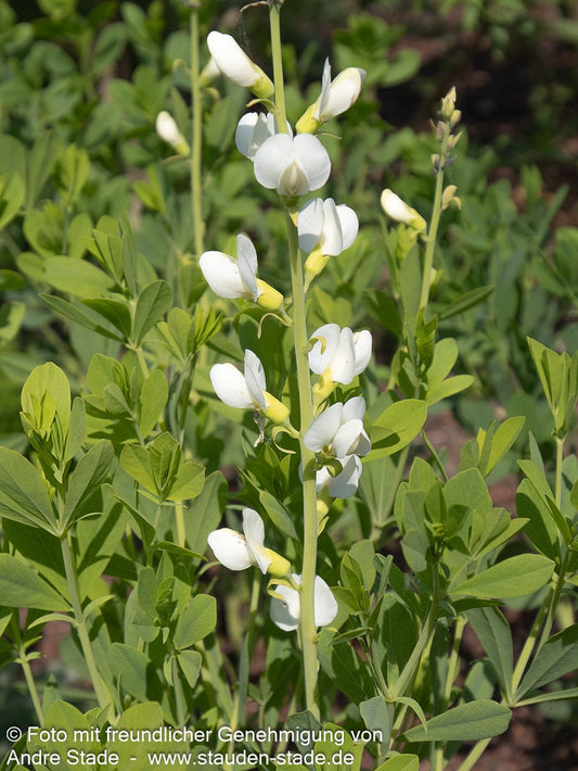 Färberhülse 'Alba' (Baptisia australis)