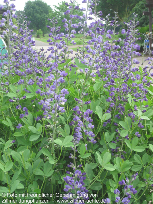 Färberhülse (Baptisia australis)