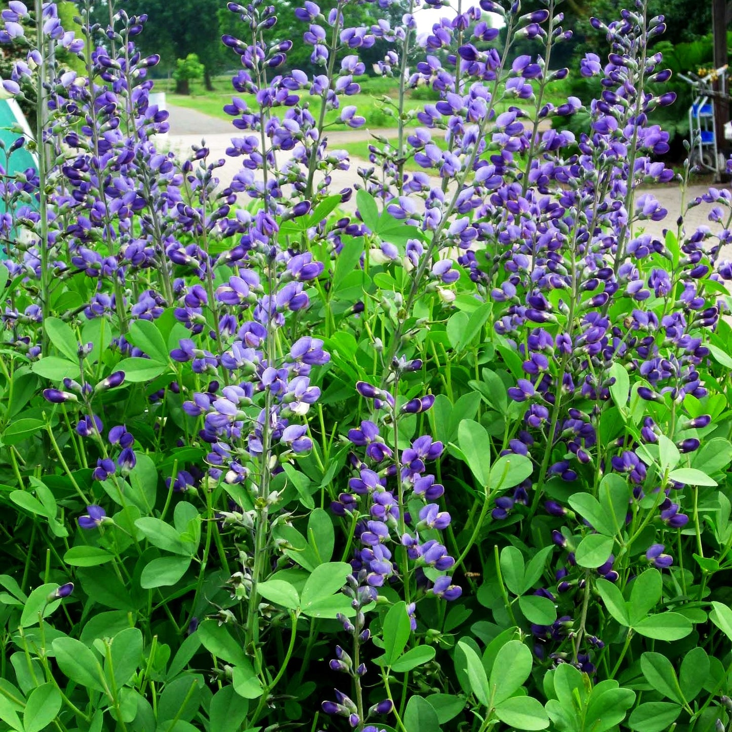 Färberhülse (Baptisia australis)