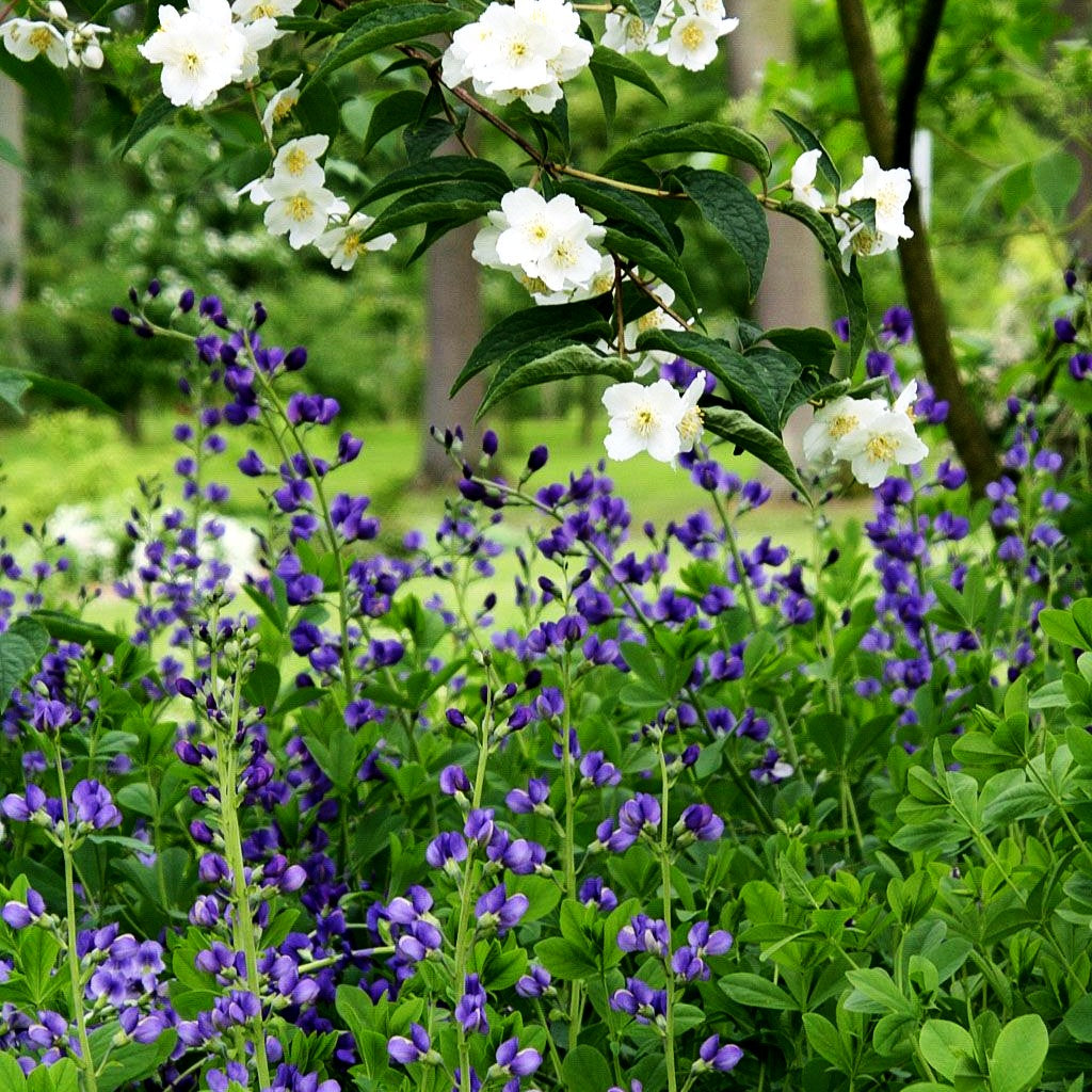 Färberhülse (Baptisia australis)