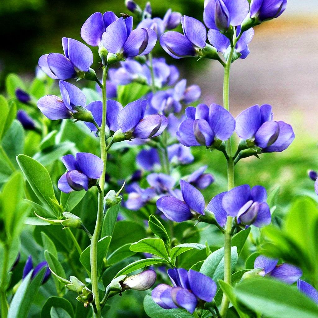 Färberhülse (Baptisia australis)