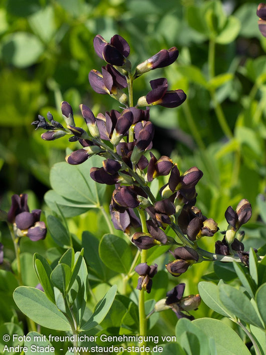 Färberhülse 'Dark Chocolate' (Baptisia x cult.)