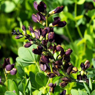 Färberhülse 'Dark Chocolate' (Baptisia x cult.)